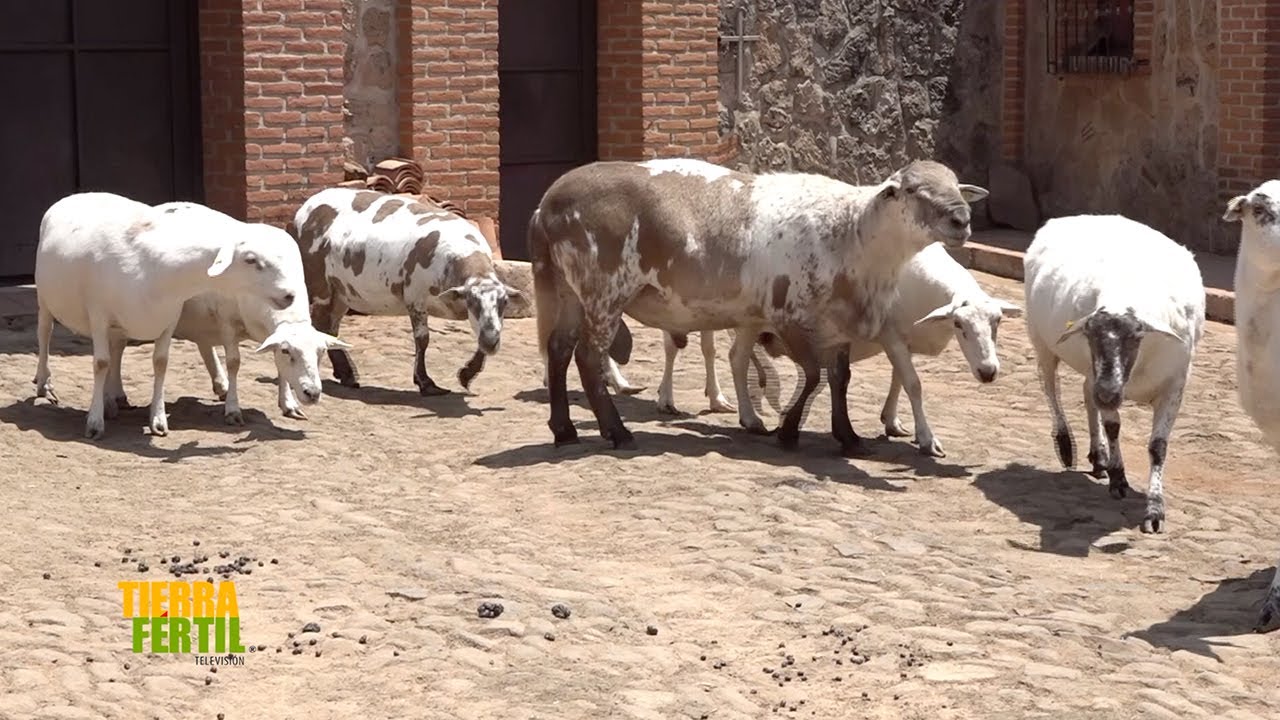 Tierra Fértil Tv-Actividad pecuaria en Zapotlanejo (01.06.24)