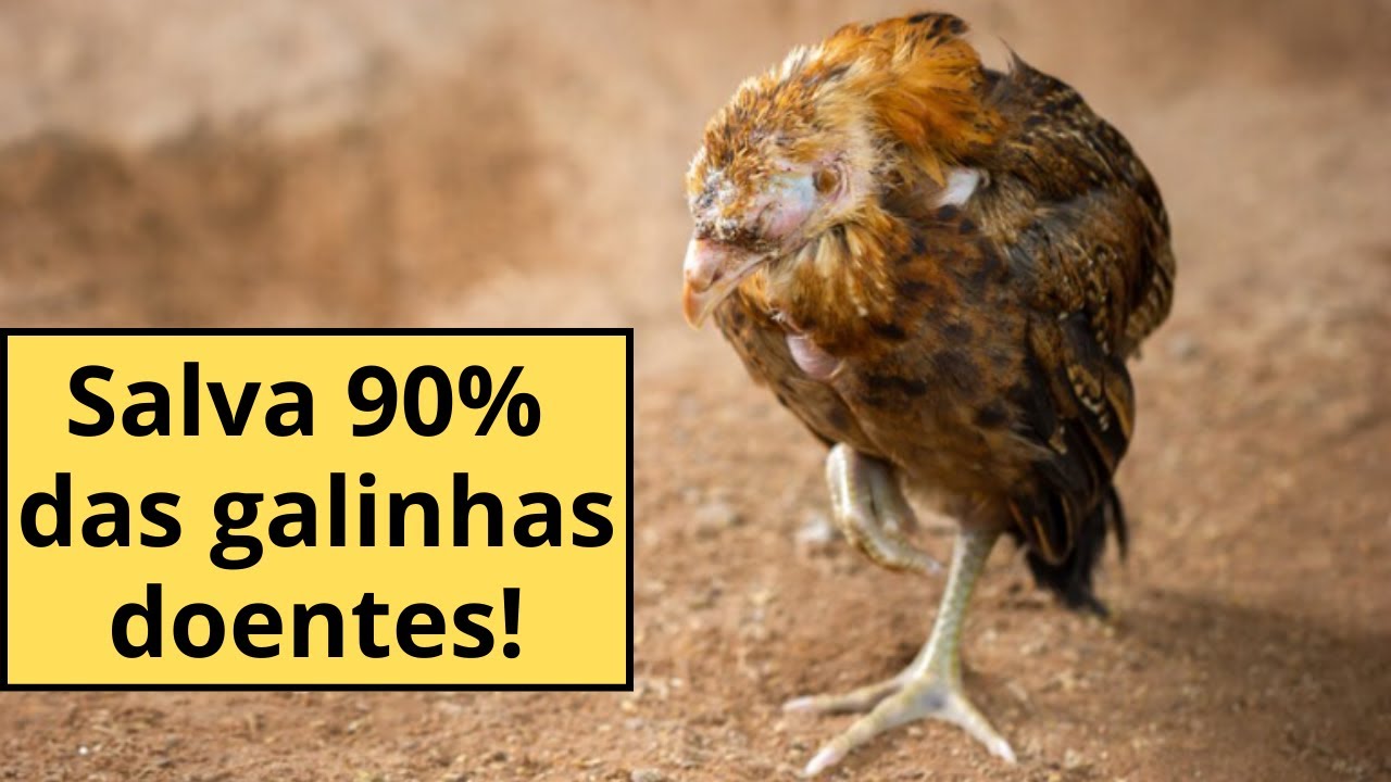 Incrível TRATAMENTO Salva 90% das GALINHAS doentes