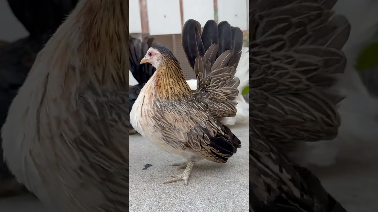 World&rsquo;s Smallest Chicken Breed: SHOW QUALITY SERAMA HEN