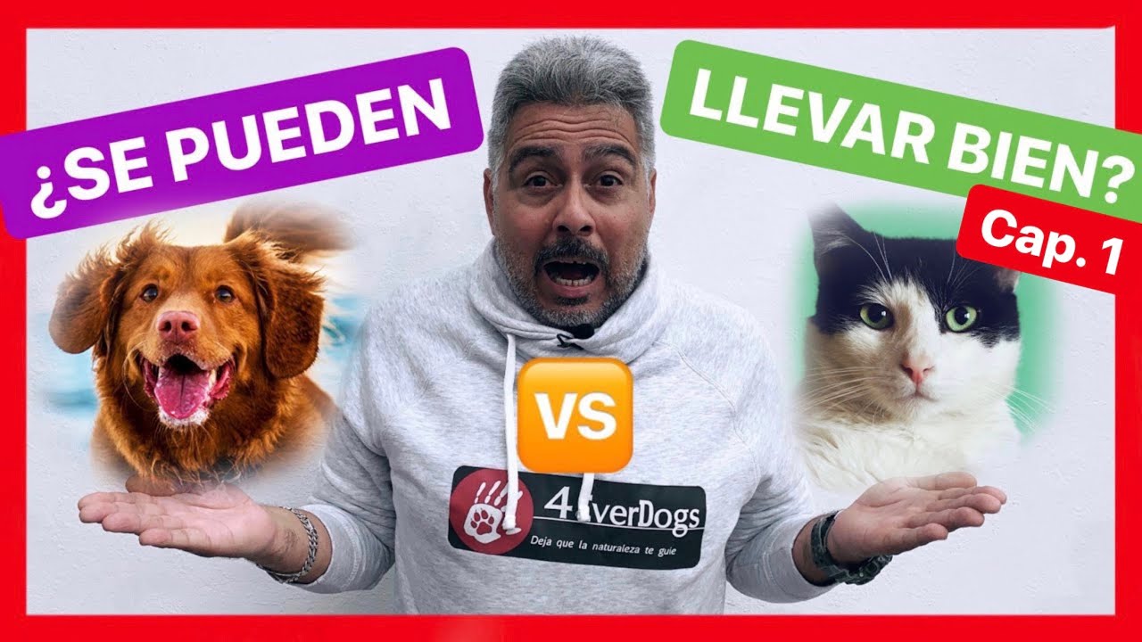 ¿Los PERROS y los GATOS pueden CONVIVIR JUNTOS 🆘? - ¡CASO REAL! ✅ (Parte 1)