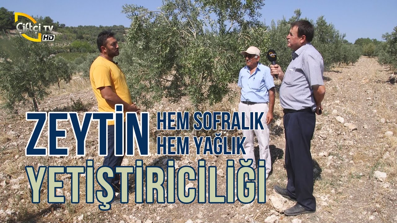 ZEYTİN Yetiştiriciliği (Sofralık Zeytin ve Yağlık Zeytin Nasıl Yetiştirilir?) - Maksat Üretmek