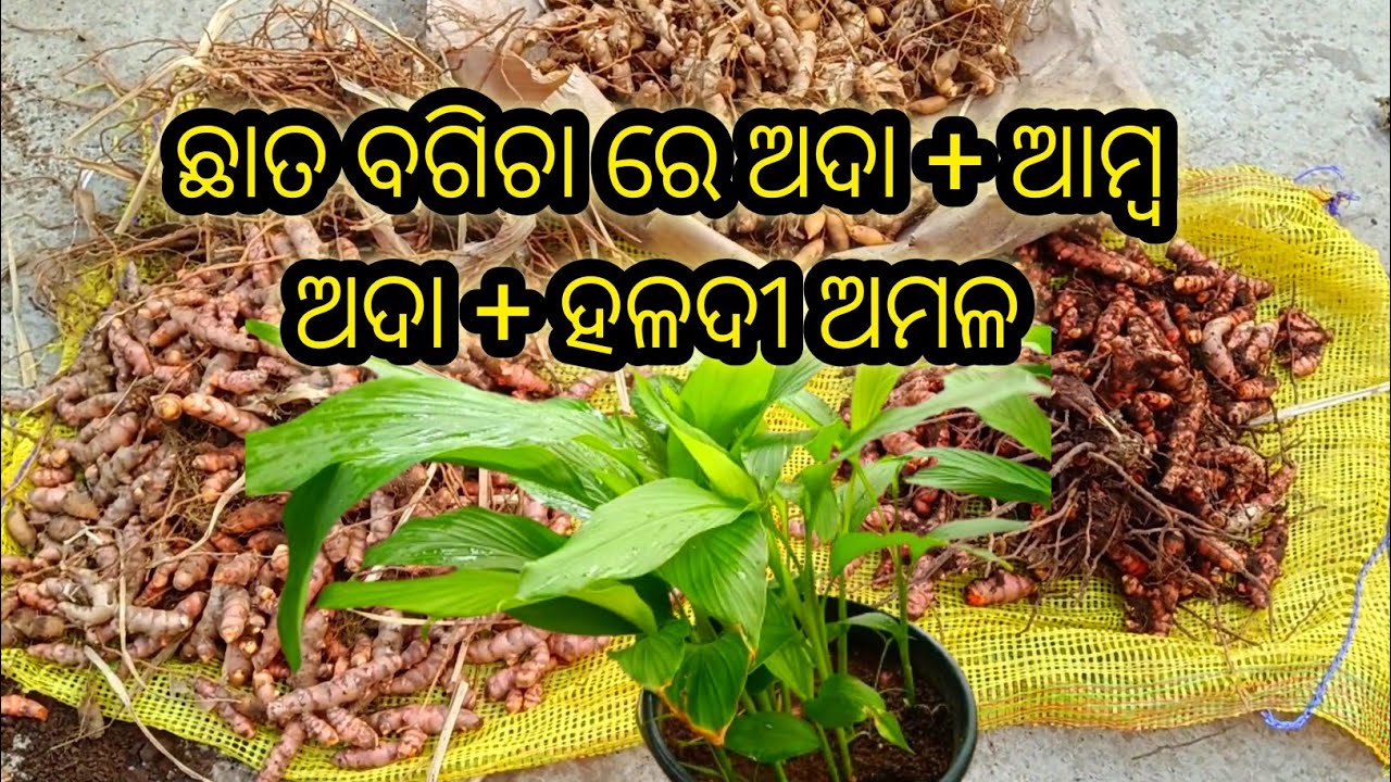 ଛାତ ଉପରେ କଣ୍ଟେନର୍ ରେ କିପରି ଅଦା,ହଳଦୀ ଲଗାଇବା !Grow Ginger & turmeric at home from planting to harvest 