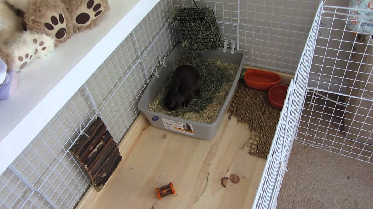 Custom Built Wood Base For C&C Cage! Rabbit/Bunny Cage Tour (Seymour)