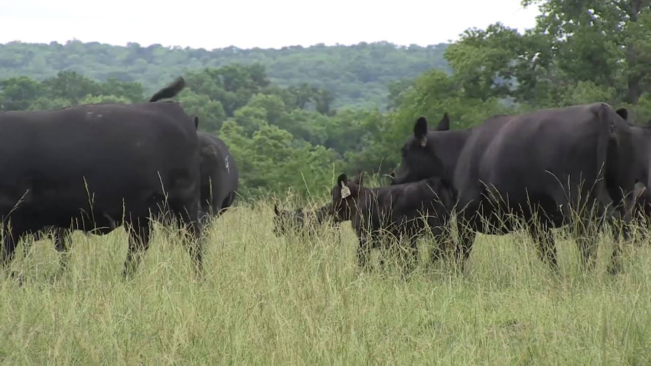 Angus VNR: Tracking maternal traits