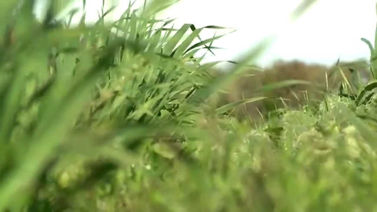 Lindsay Humphry - The importance of pasture plant diversity