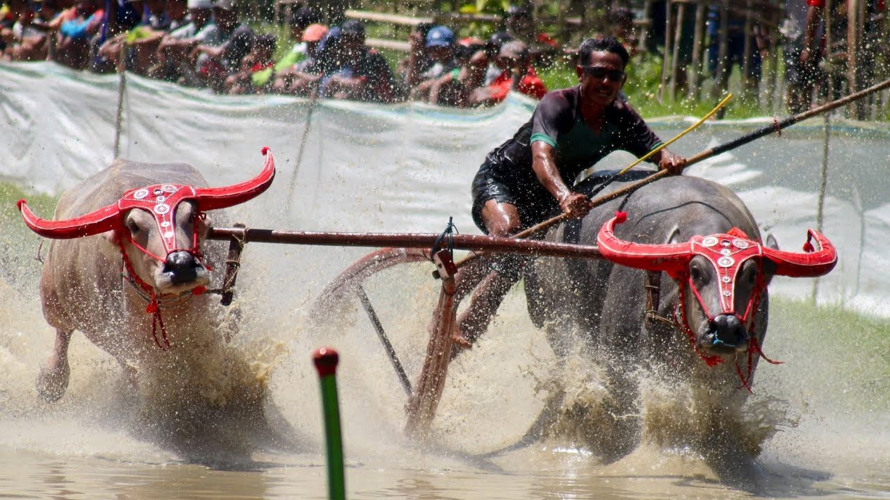 BARAPAN KEBO SIRKUIT SUMER PAYUNG SUMBAWA 