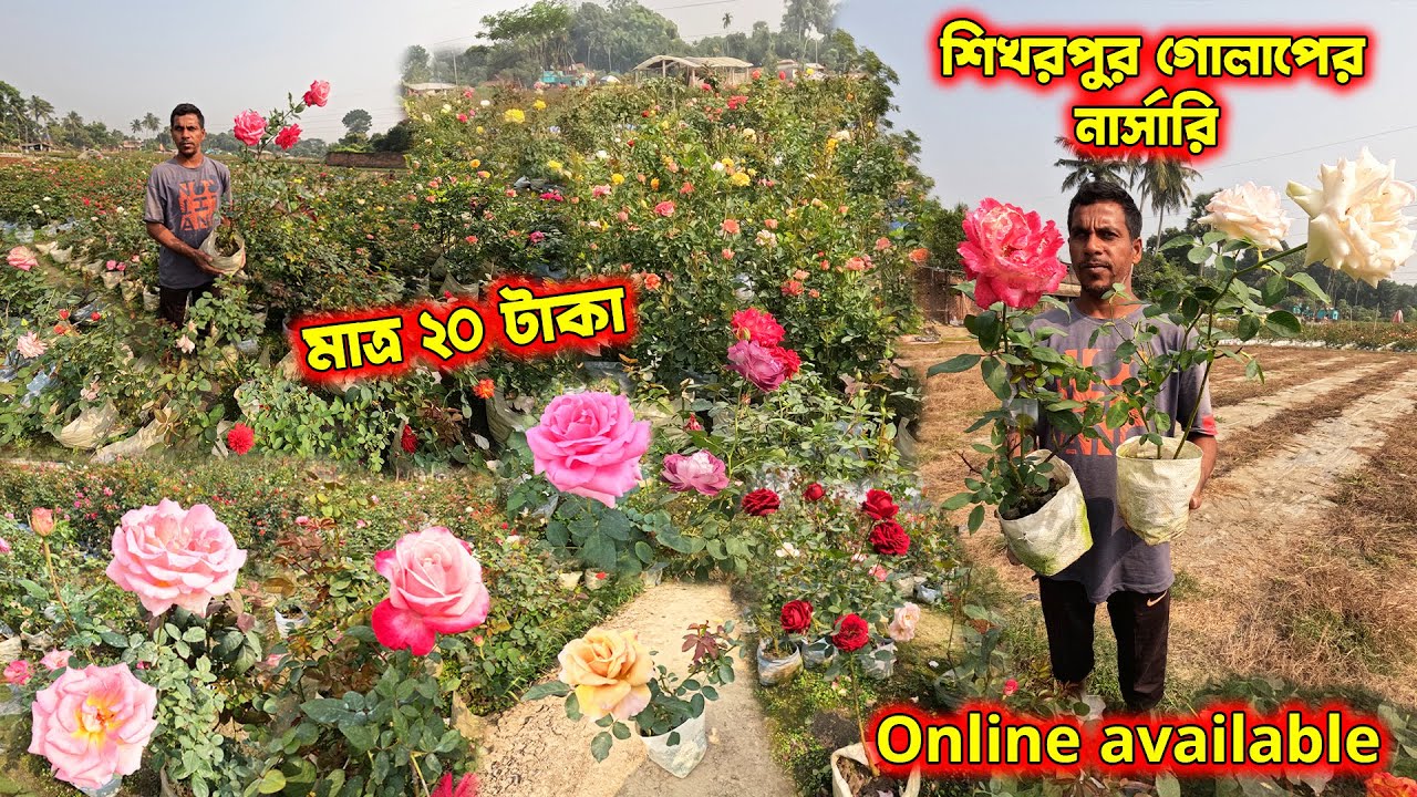 শিখরপুর গোলাপের সাম্রাজ্যে, 1000 টার ও বেশি ভ্যারাইটি। ভারতের সর্বত্র online available, মাএ 20 টাকা।