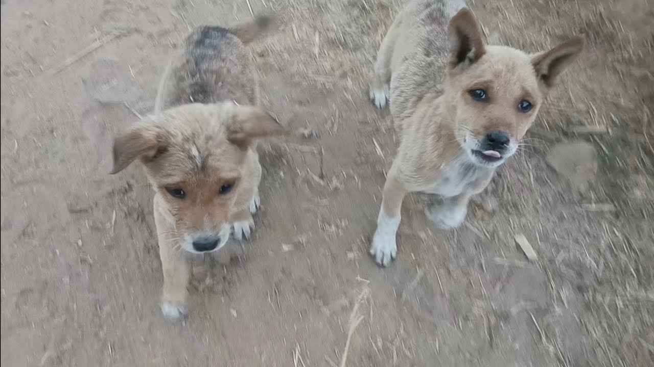 Deshi kutte 🐶 village dog 