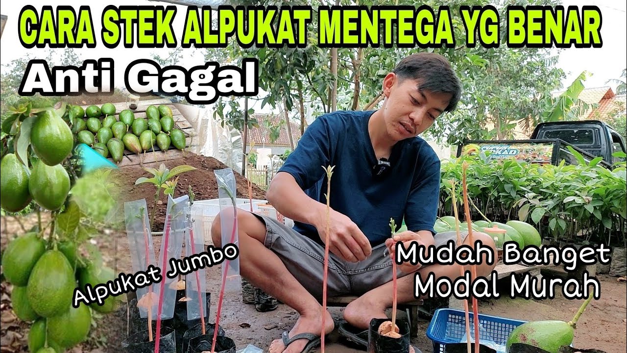 CARA STEK ALPUKAT YANG BENAR