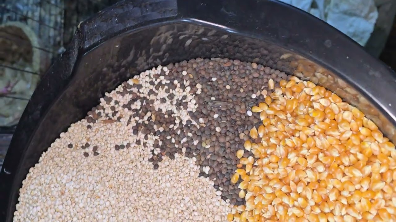 خلطة الحبوب الاساسية (الكلفة) للحمام في الشتاء