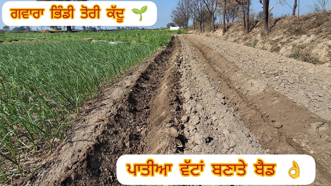 ਇਹ ਵਲਾਂ ਚੱਲਣਗੀਆਂ ਅਕਤੂਬਰ ਤੱਕ 👌 #viral #farming #ideas #tractor #work #kheti #march #kaddu  #bhindi 