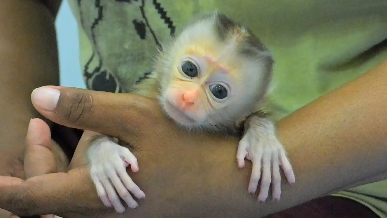 Tiny Valen Hug Nap On Mom's Hands After Full Milk