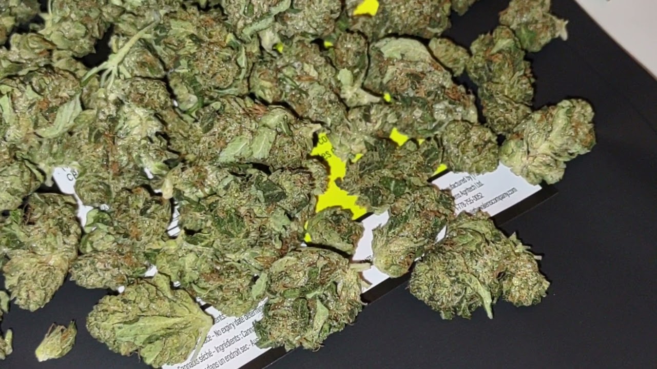 verse originals BC GOD BUD - 85$ OUNCE! sharing a look and a semi drunk discussion