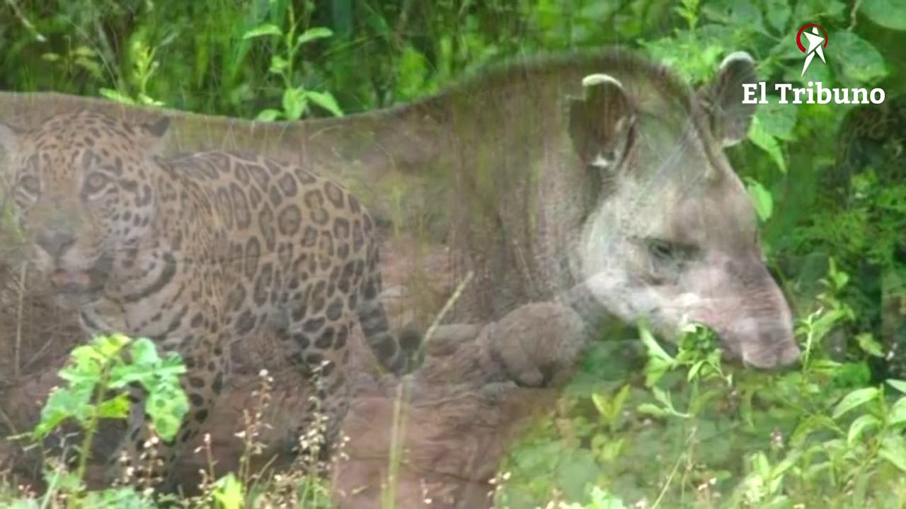 Salta: anta, yaguareté y guacamayo verde, tres especies autóctonas que viven al límite