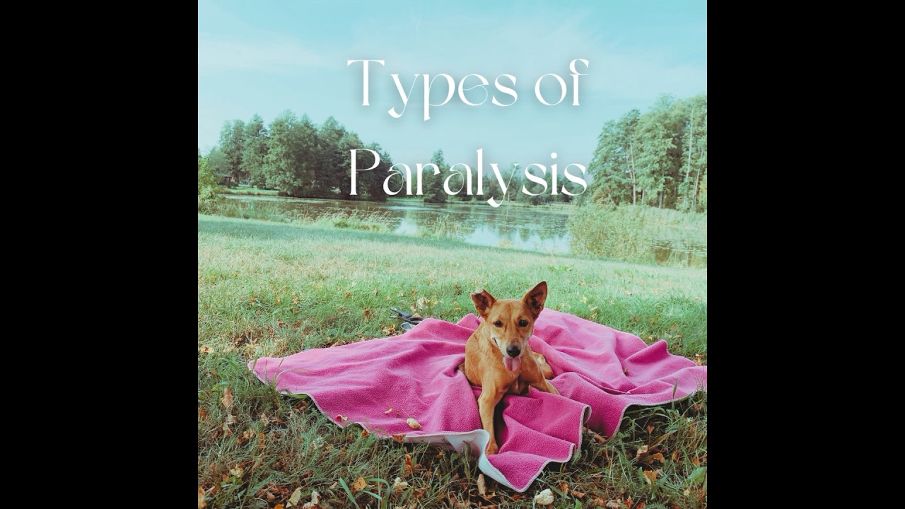 Let&rsquo;s understand Canine Paralysis by looking at the types of paralysis in dogs