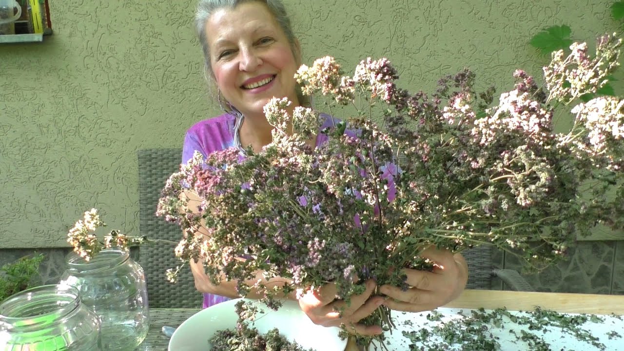 DOBROMYSL (Oregano) - léčivá bylinka i vynikající koření do kuchyně - účinky na zdraví, sběr, sušení