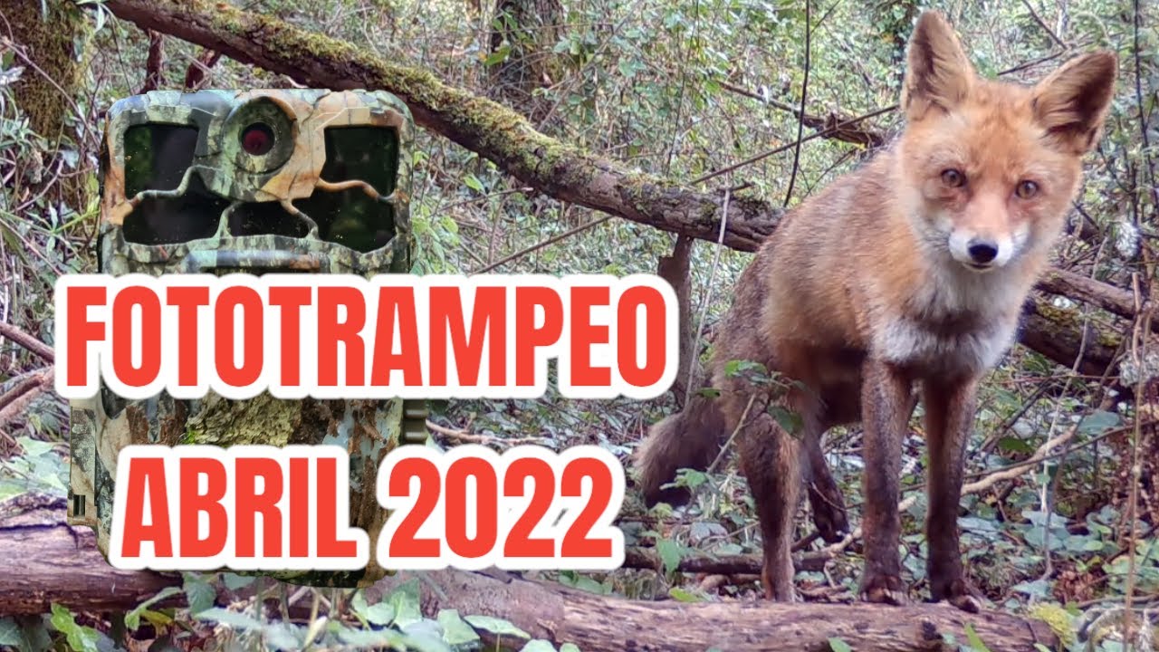 Recopilación de Fototrampeo de Abril 2022
