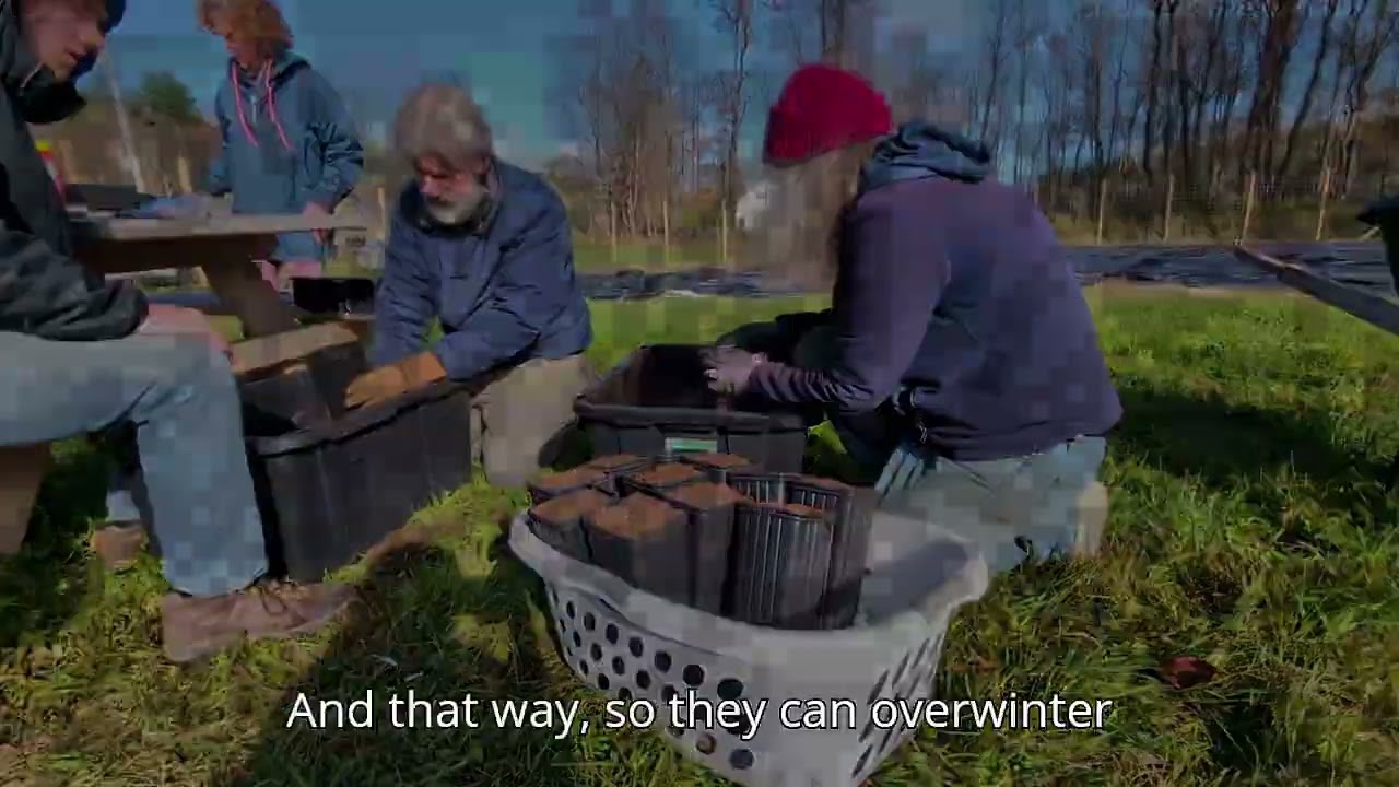 Field Notes Friday: Planting American chestnut seeds