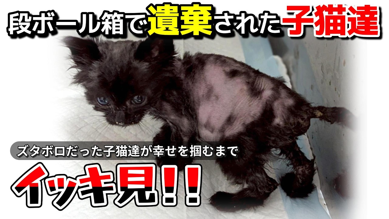 【神戸保護猫】段ボールで遺棄された子猫たちをイッキ見！