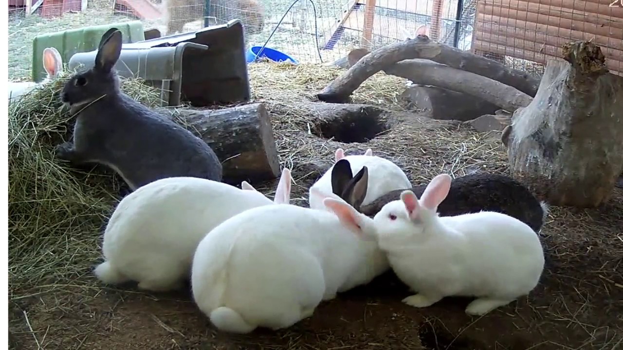 A new rabbit colony video.  Hope you enjoy.