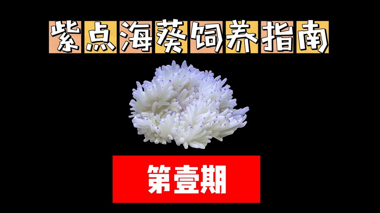 紫点白葵的饲养指南 Sebae Anemone Care Guide （No.1）