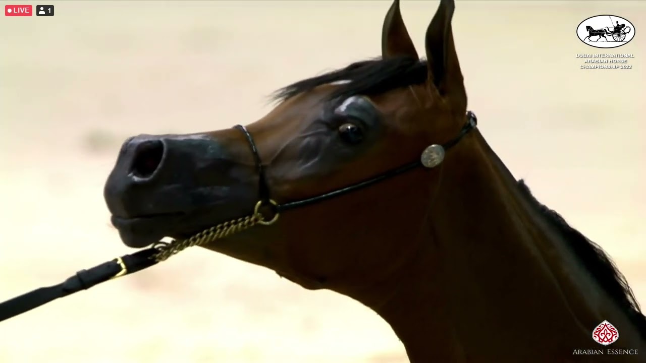 N 86 DHAFER AL HAWAJER   Dubai International Arabian Horse Championship 2022   Yearling Colts Class