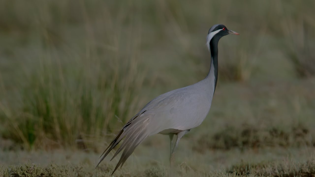 Western Inner Mongolia Series | Episode 9: Demoiselle hermit