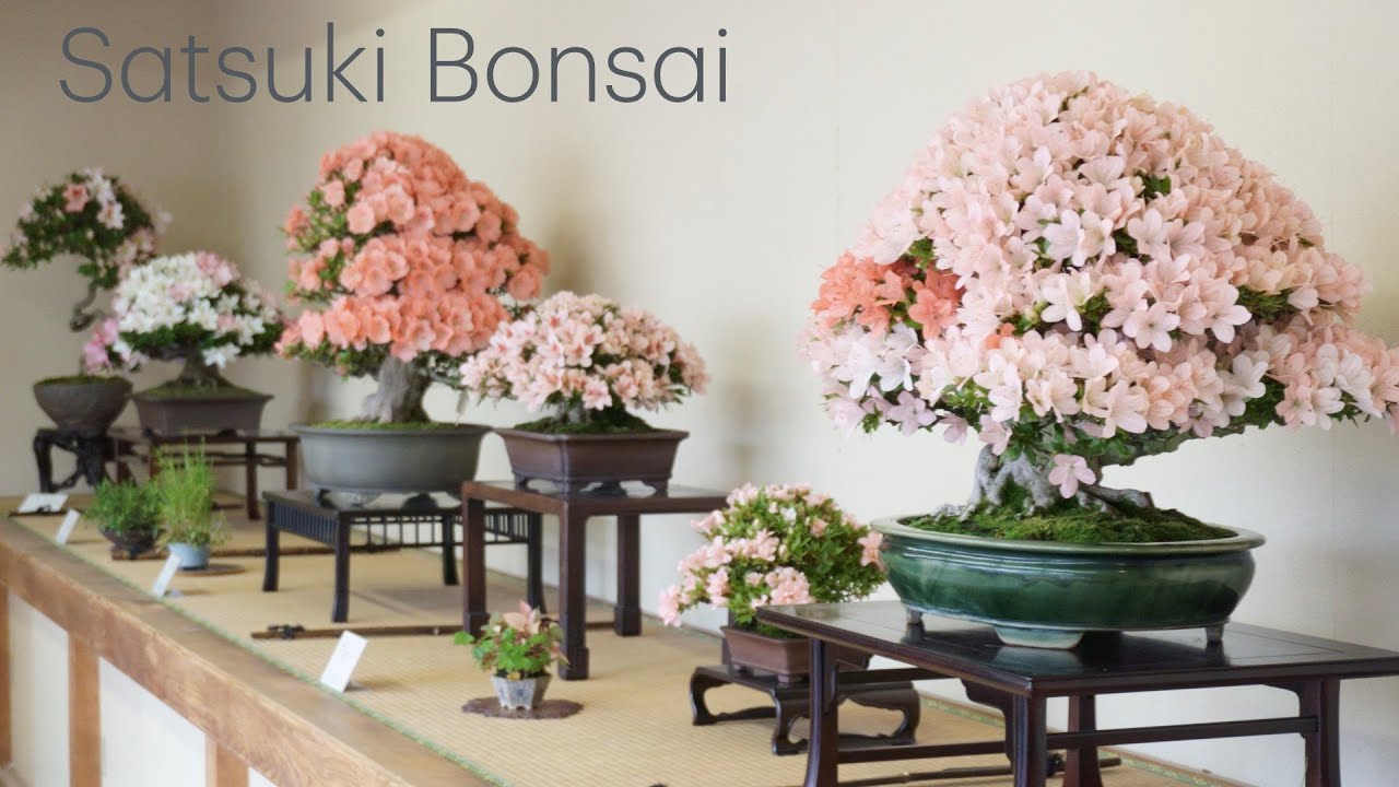 [4K] 皐月盆栽花季展示 関西皐月会