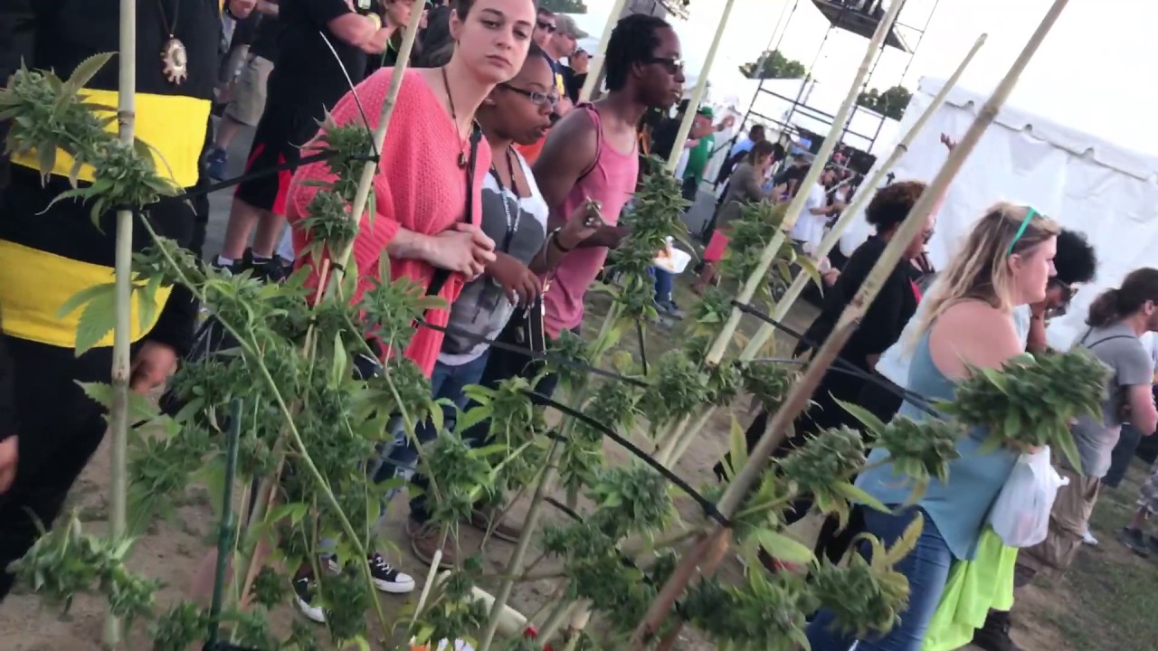 A Bee. A plant. The Wu-Tang Clan.