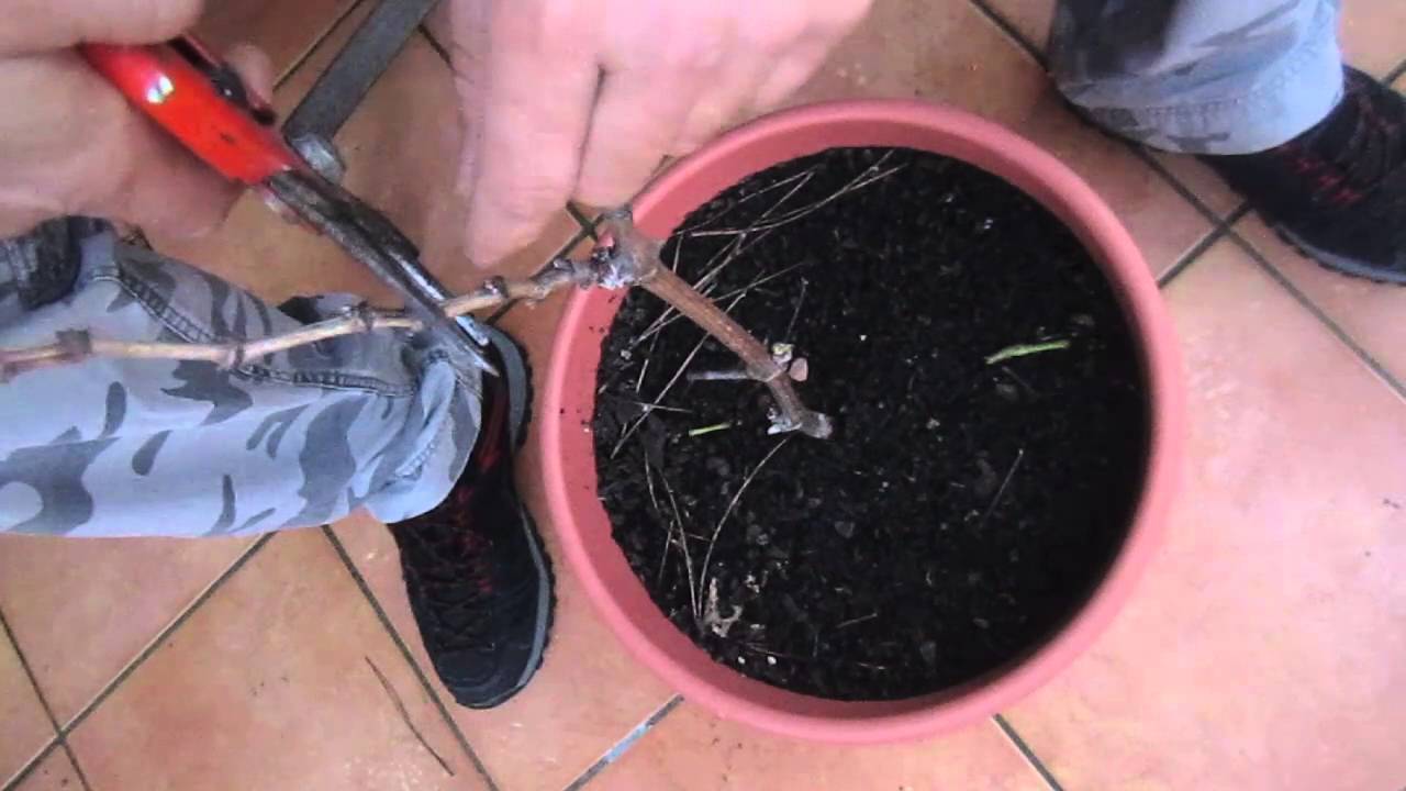 PODA de esqueje PARRA de uva Moscatel /El ratillo de Juan Valentín
