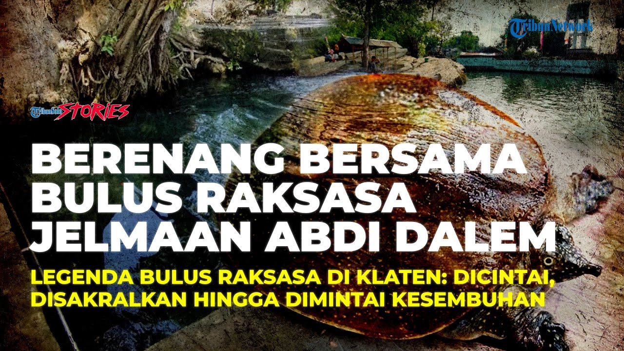 Legenda Bulus Raksasa Jelmaan Abdi Dalem di Klaten: Dicintai, Disakralkan hingga Dimintai Kesembuhan