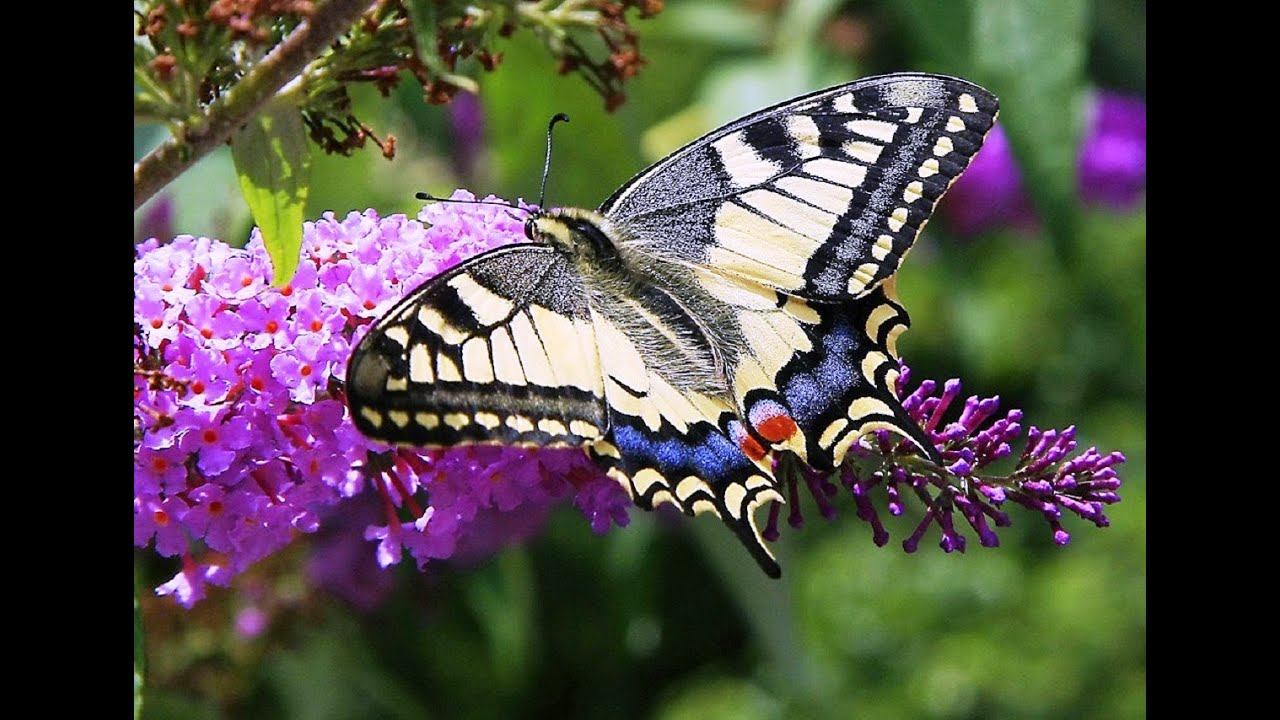 Butterflies and Flowers - 1 Hour Nature Meditation with Soothing Music