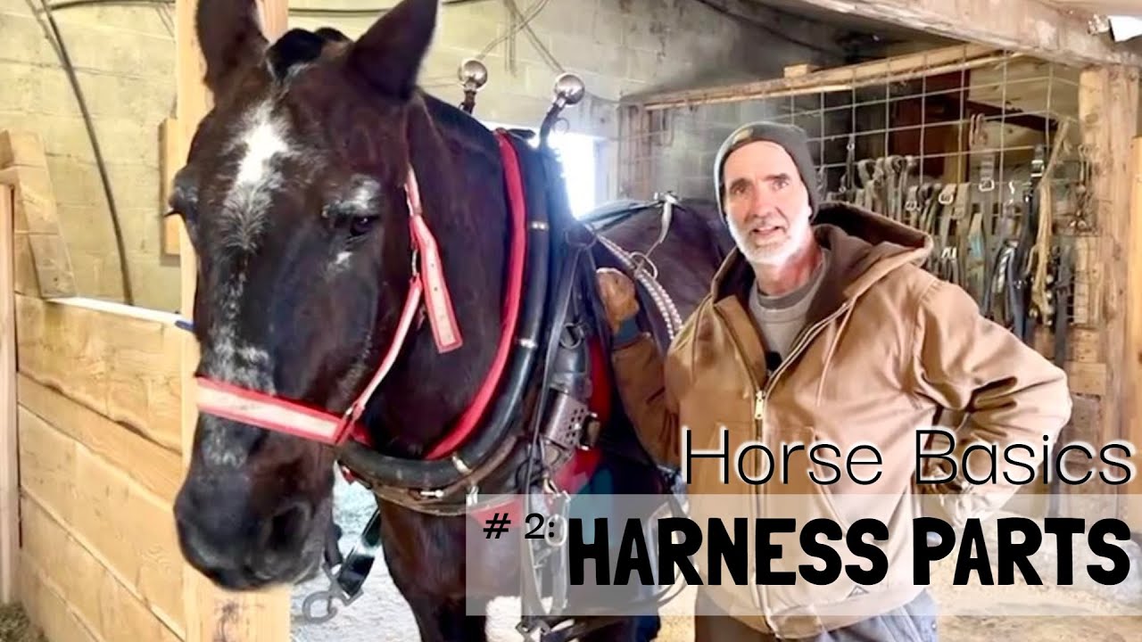 HORSE BASICS #3: Draft Horse Harness Parts // D-Ring Harnesses