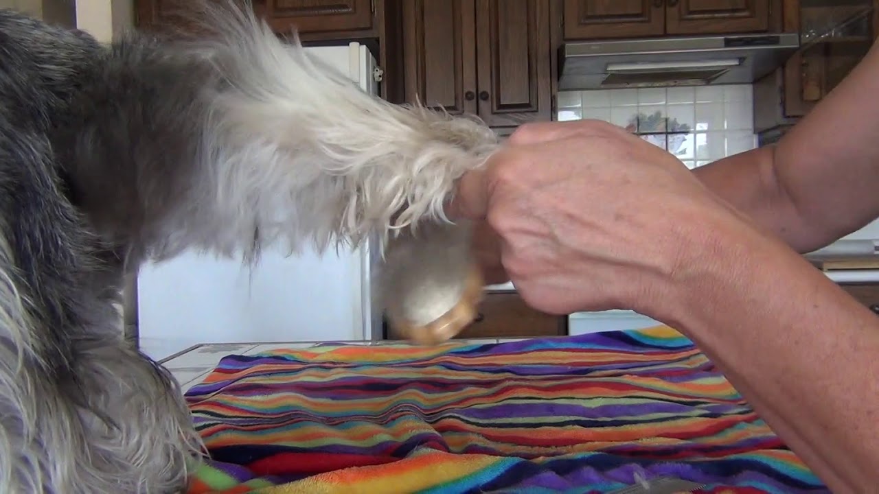 Brushing & Combing Your Miniature Schnauzer