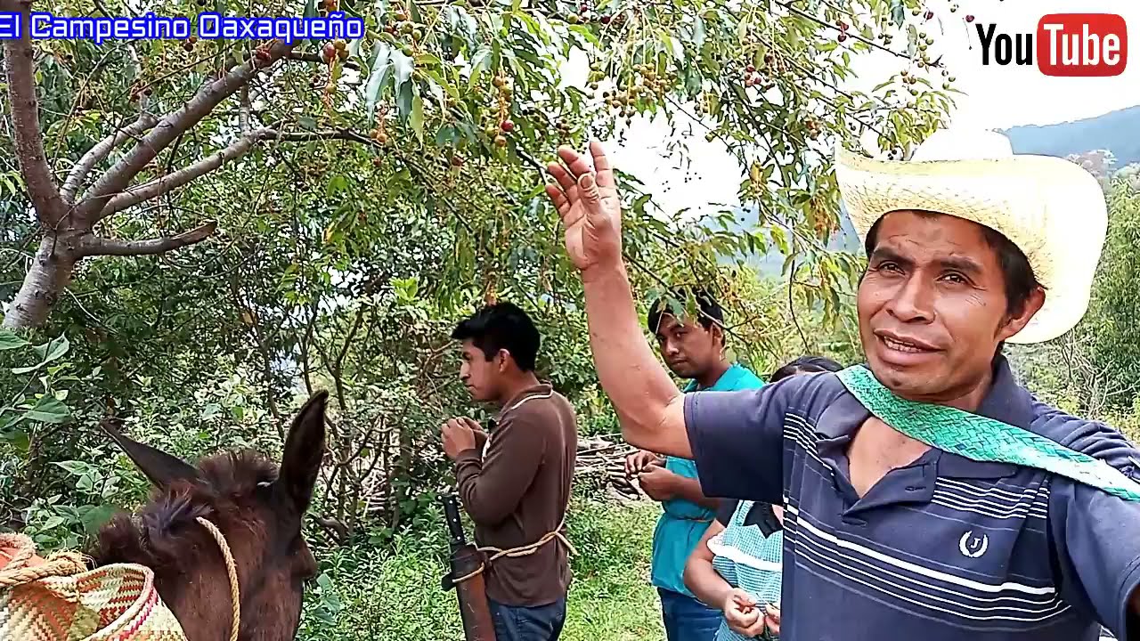 Asi vamos al campo a cortar aguacates para vender