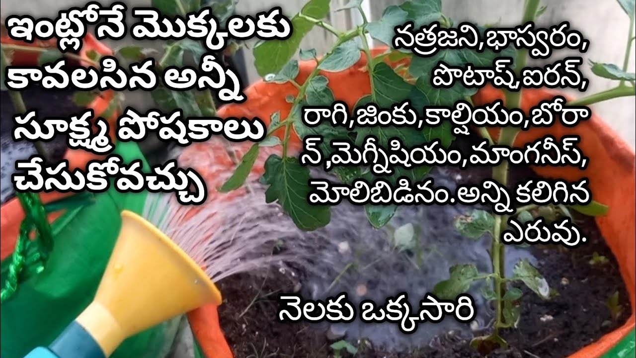 155.How to make organic micronutrients for plants at home. Organic micronutrient ఫర్టిలైజర్.