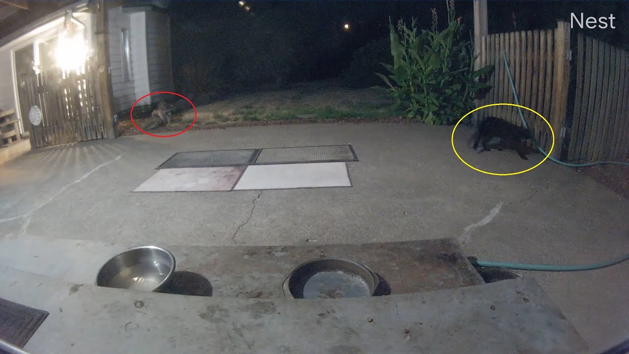 Raccoon scares away black cat that looks different from our usual KiKi Panther! (OWL 2743)