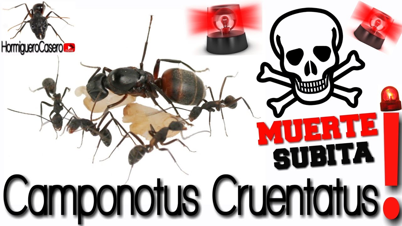 Mueren mis Camponotus Cruentatus muerte repentina camponotus Hipotesis Blochmannia conclusiones