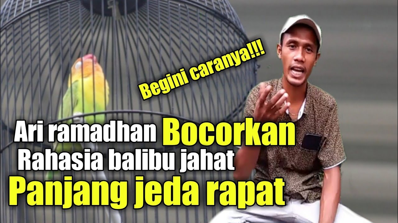 cara mencetak lovebird balibu jeda rapat rasa konslet