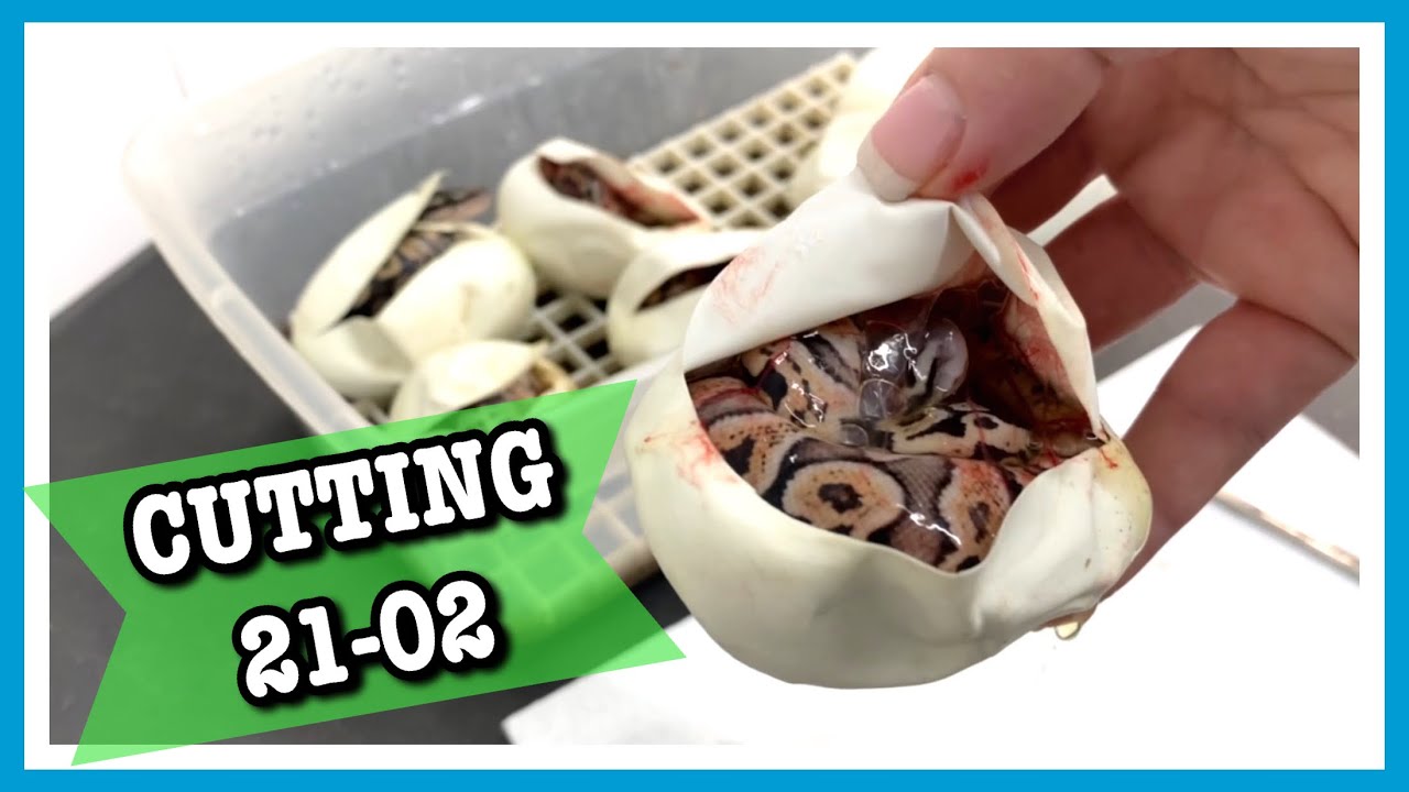 BALL PYTHON EGG CUTTING 21-02 | Pastel GHI X Vanilla | Reptile Eggs | Ball Python Breeding