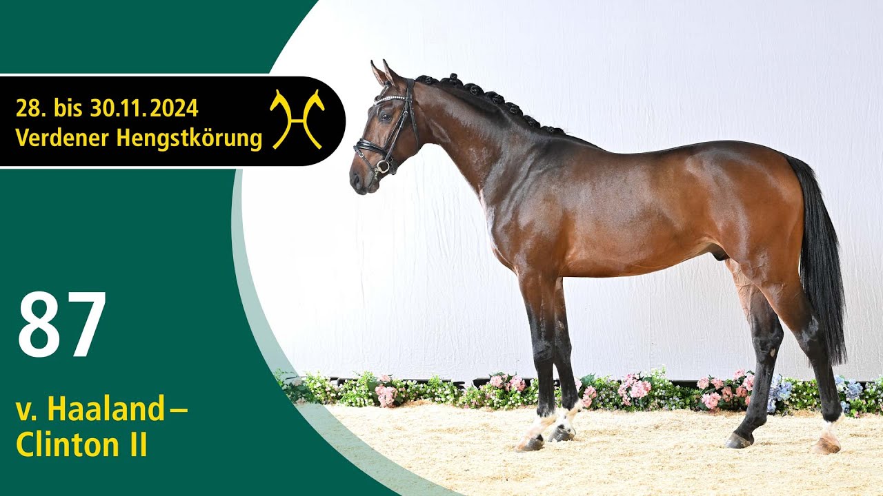 No. 87 Stallion by Haaland - Clinton II | Verden Stallion Licensing 2024- Jumping - Nov. 29/30