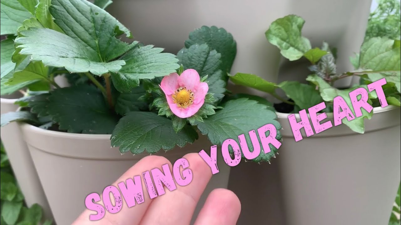 🍅 Tomato Madness - 30 Plants in Greenstalk Tower! - Tomato Tower Update #1
