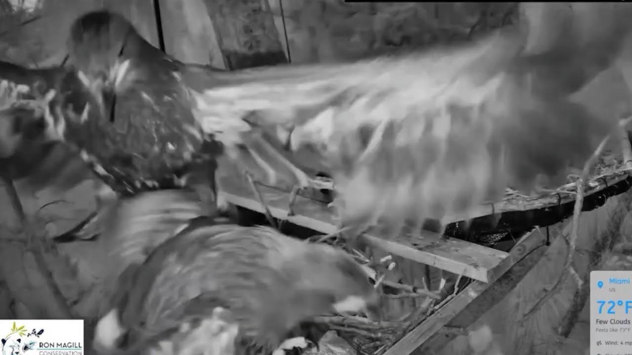 Small eaglet jump on big eaglet and both fall from nest |  Dade County Eagle | May 10, 26