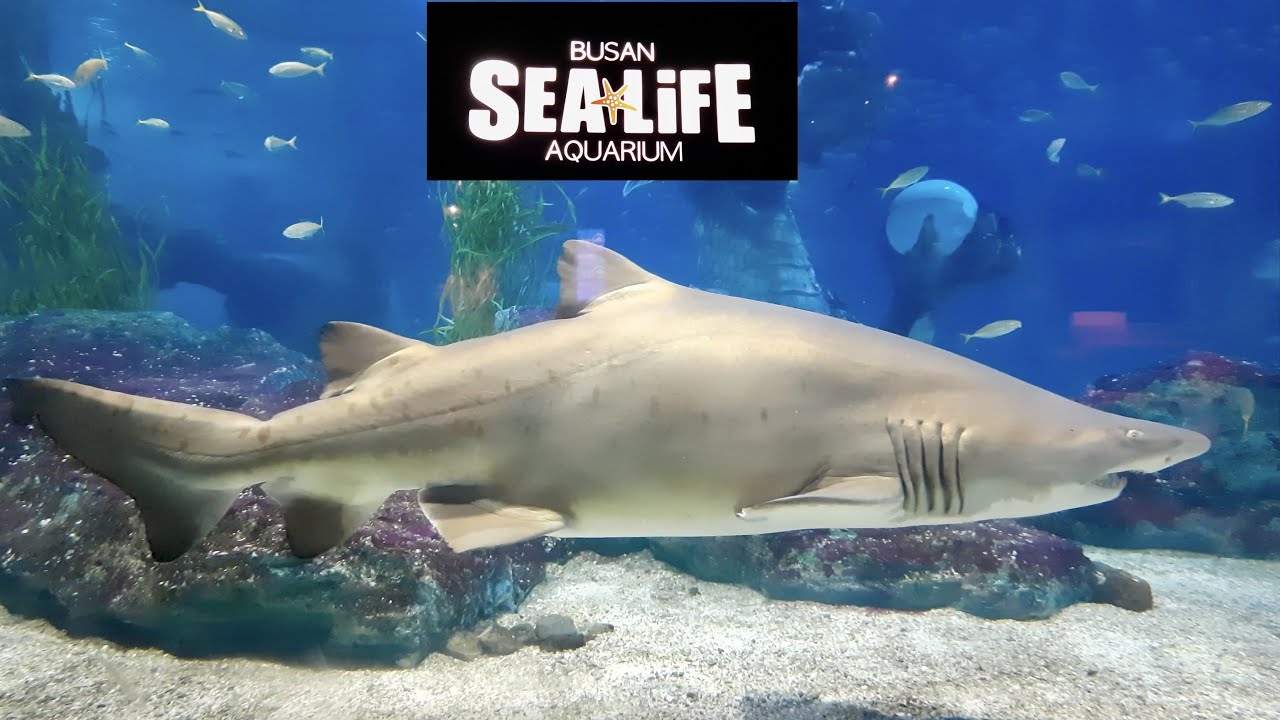 [4K] 🐬🐟🐠🐡 Amazing 