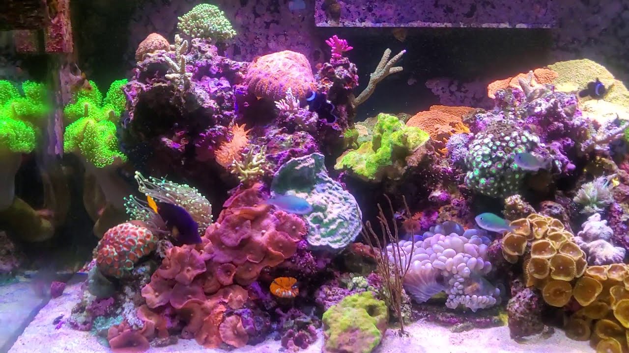 Beautiful 150 Gallon Mixed Reef Tank