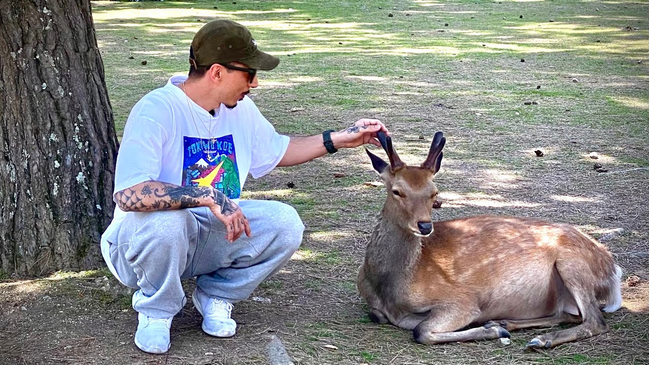 Gastronomia e turismo em Nara Deer Park Japão