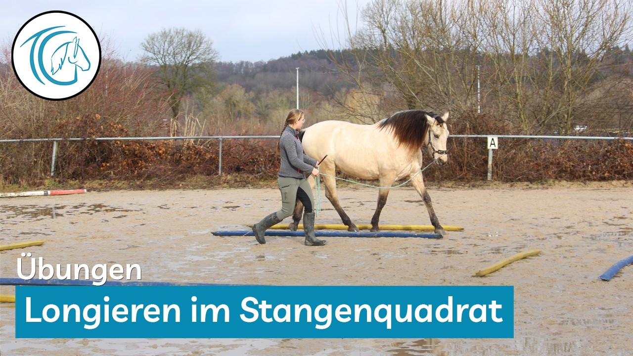 5 spannende Übungen in der Quadratvolte für mehr Balance & Tragkraft beim Longieren