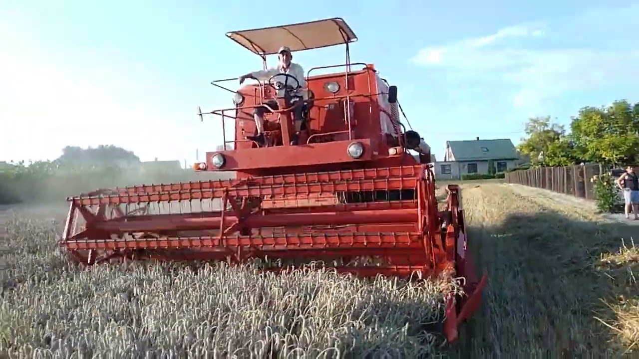 Żniwa 2023. Bizon Z056 Super w akcji. pszenica Keitum/Campesino.