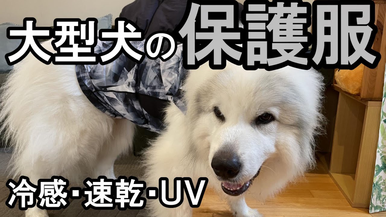 【GPラム】大型犬の保護服(ラッシュガード)作りました【安価・簡単】