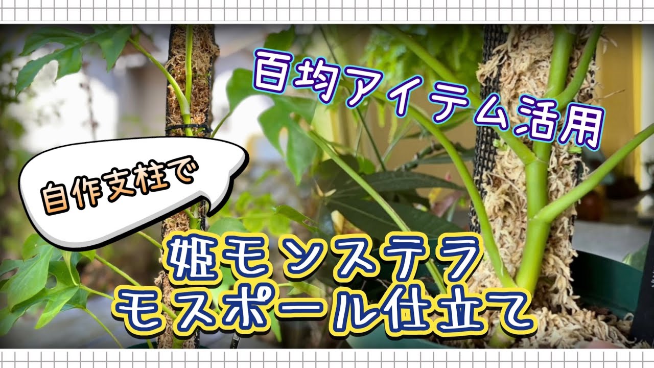 【百均のアレで】ヒメモンステラのモスポール仕立て【支柱をDIY】